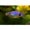 Platka - Zmienniak Plamisty - Xiphophorus maculatus